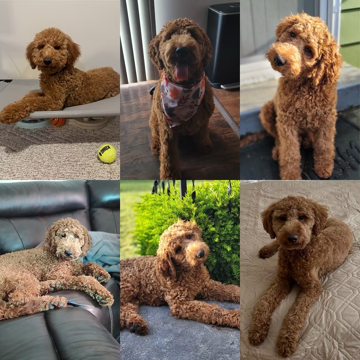 Previous puppy